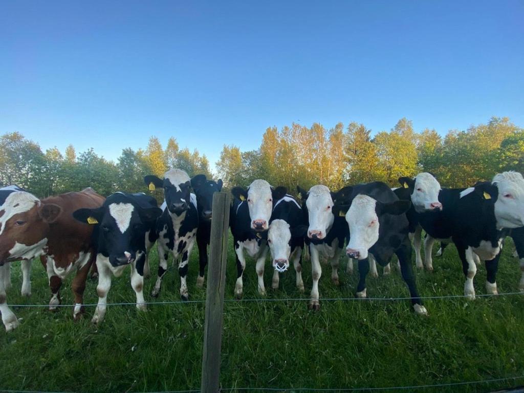 Mysig Stuga Naera Aestad Vingard & Spa Villa Eksteriør bilde